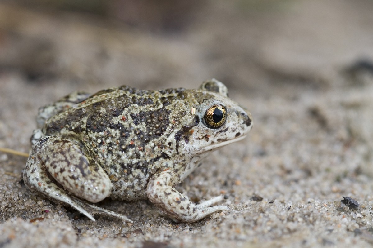 Pelobates fuscus, Common Spadefoot